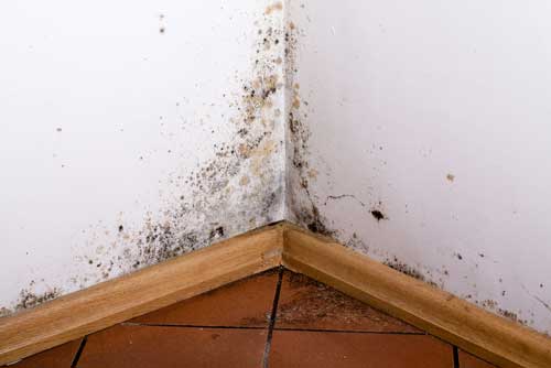 Mold Removal Experts in Knightdale NC mold damage restoration services