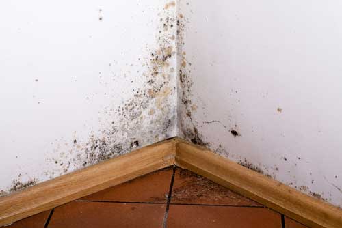 Mold Inspections in Garner NC