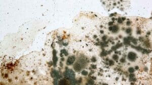 Mold Remediation in Concord Mold Remediation in Concord