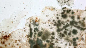 Mold Remediation in Indian Trail