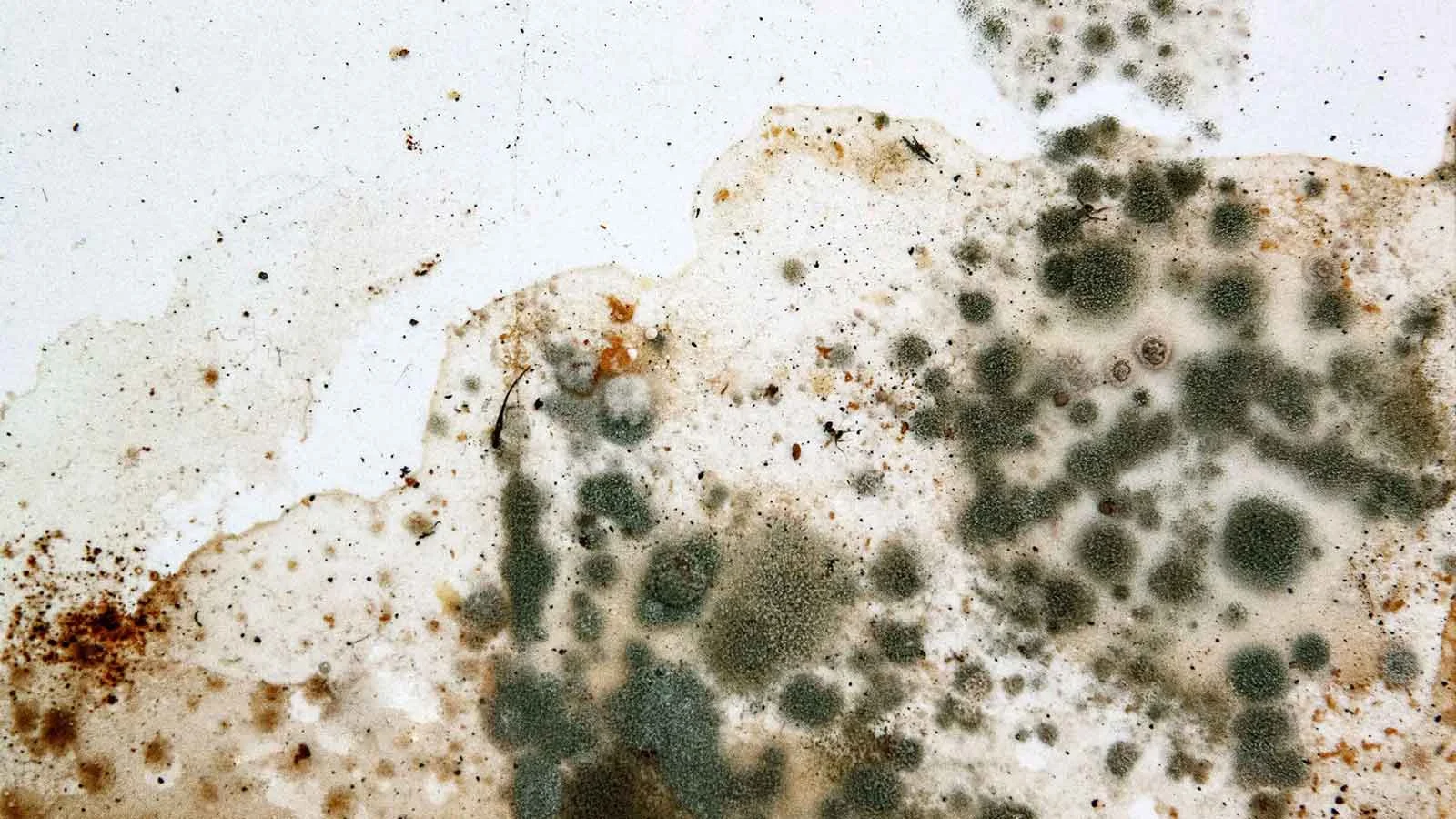Mold Remediation Raleigh & Charlotte